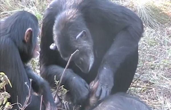心碎一刻!赞比亚黑猩猩为死去养子清洁牙齿