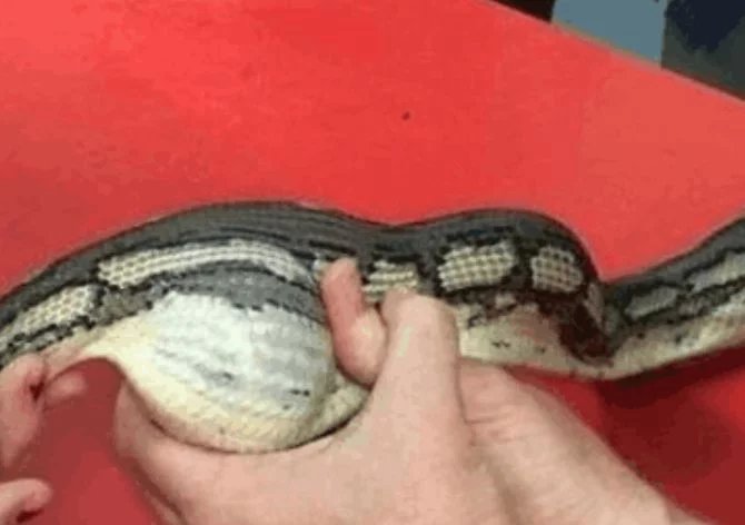 男子发现蛇肚子异常, 用力一挤, 结果却让他哭笑不得!