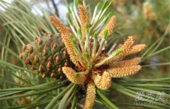 破壁松花粉的功效及使用方法