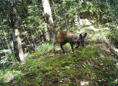 红外相机下,一只林麝带着自己的幼崽路过,好奇的宝宝正面对着镜头而 