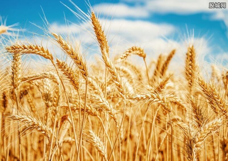 小麦价格最新行情 专家预测小麦价格将趋向平