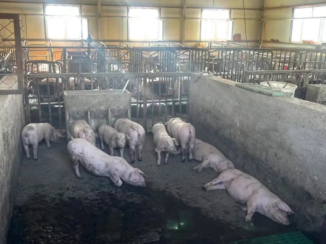 石景山区助力内蒙古莫旗打造生猪全产业链_北京时间