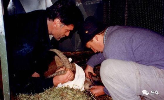 活猛犸象霸王龙只是时间问题,侏罗纪公园离成