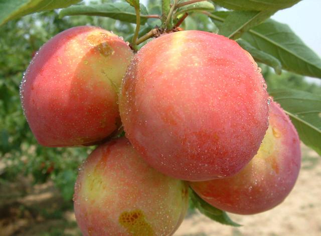 经常吃桃子,身体将会收获多种好处!