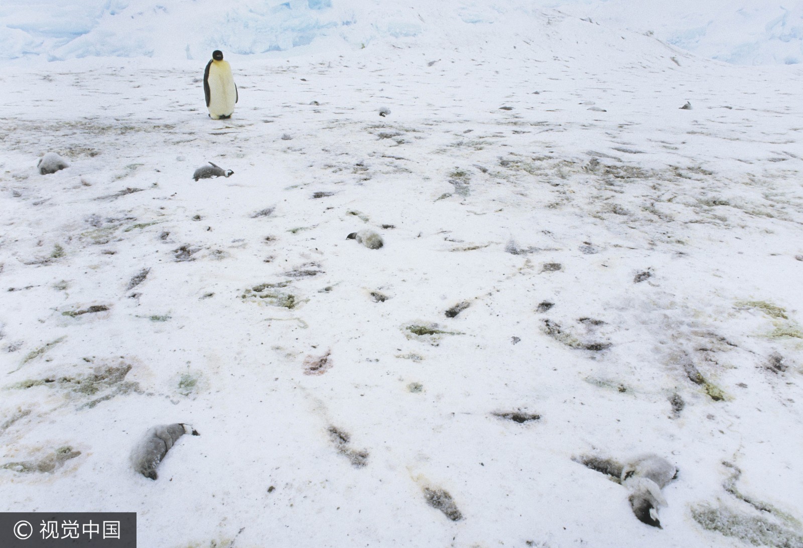 2011年,一只帝企鹅站在大量死去的企鹅幼崽中间(图片转自视觉中国)