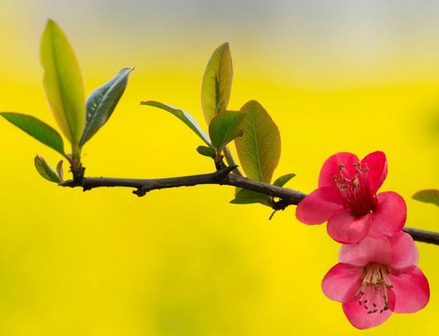 漫步古诗百花园,只见咏春诗姹紫嫣红、太美了