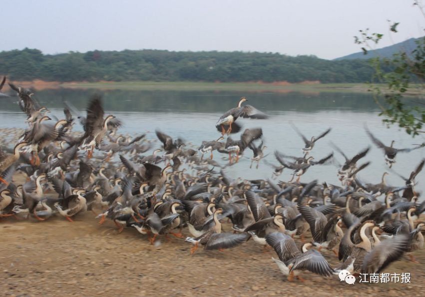 大手笔!江西农村2018年干这九件事将有钱领!村