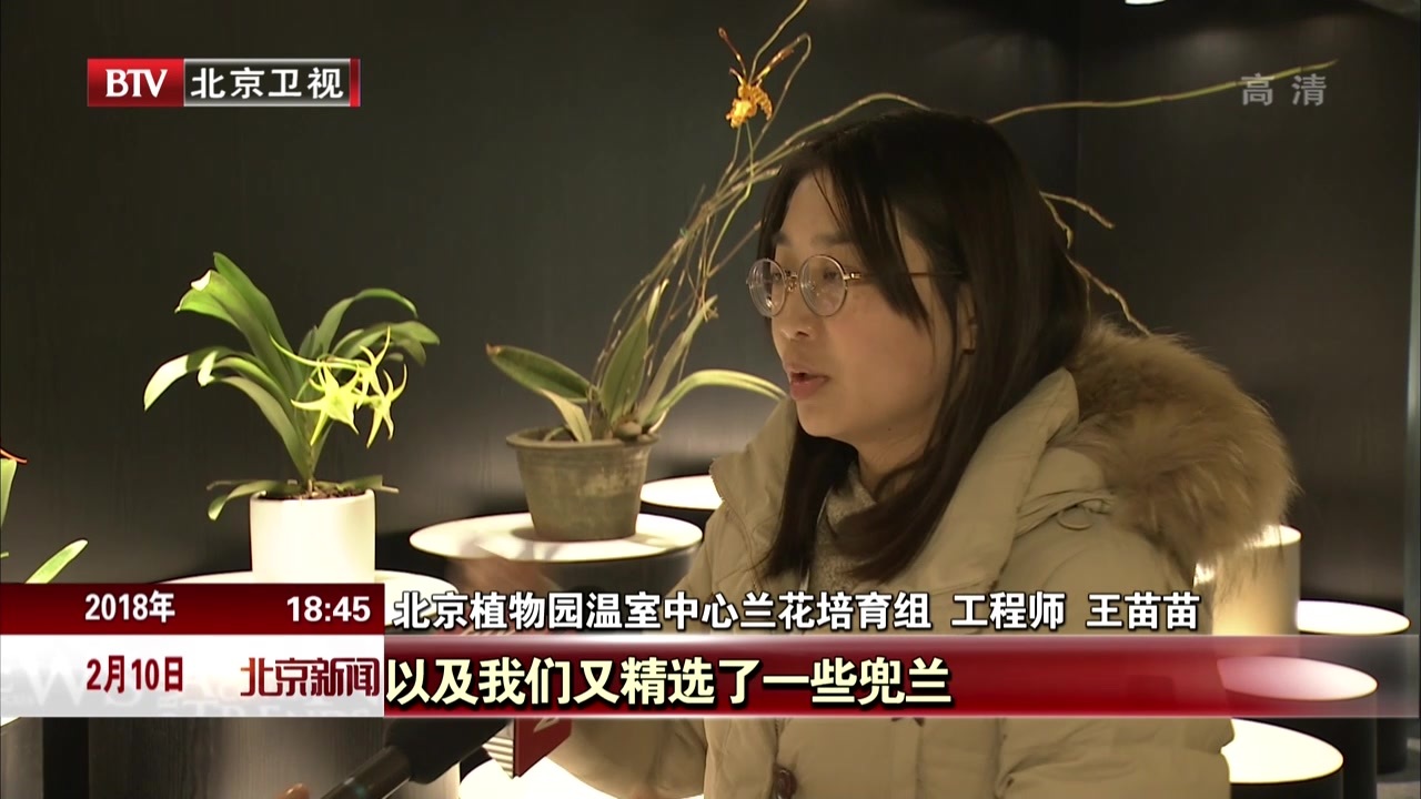 北京植物园迎春兰花展即将开放 500种兰花喜迎新春 北京植物园迎春兰花展即将开放 500种兰花喜迎新春