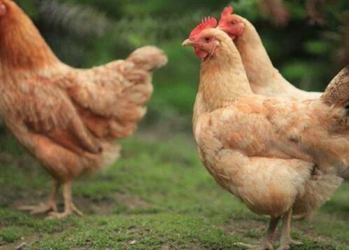农村养300只土鸡成本和利润怎样?投资多少能