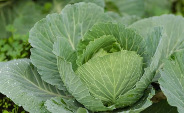 农村人爱吃爱种的几种叶子菜,你也喜欢吗?