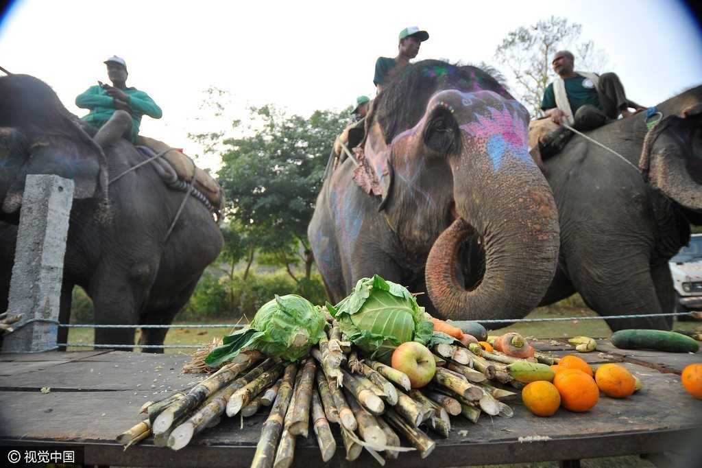 人们为大象准备了它们爱吃的食物