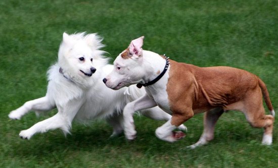 2018年属狗男宝宝名字怎么取?取名也需考虑生