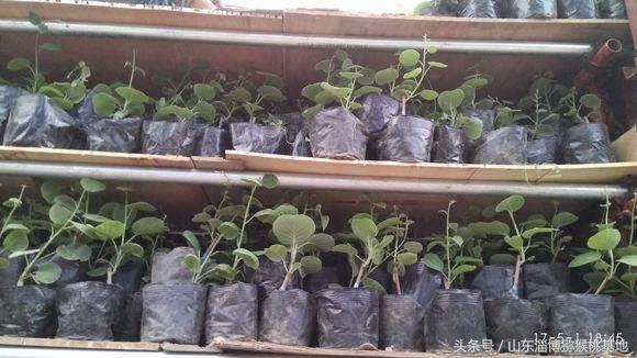 山东青岛即墨葡萄改种猕猴桃收益高,每亩收入