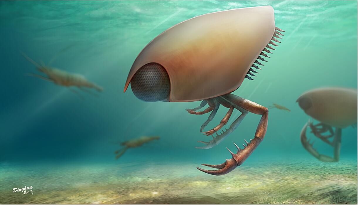 南京古生物专家发现25亿年前 巢湖安琪虾