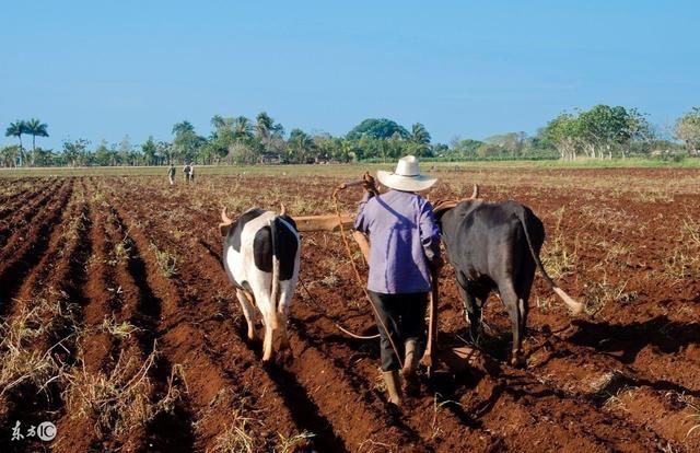 为什么农民合作社沦为拿补贴的空壳?