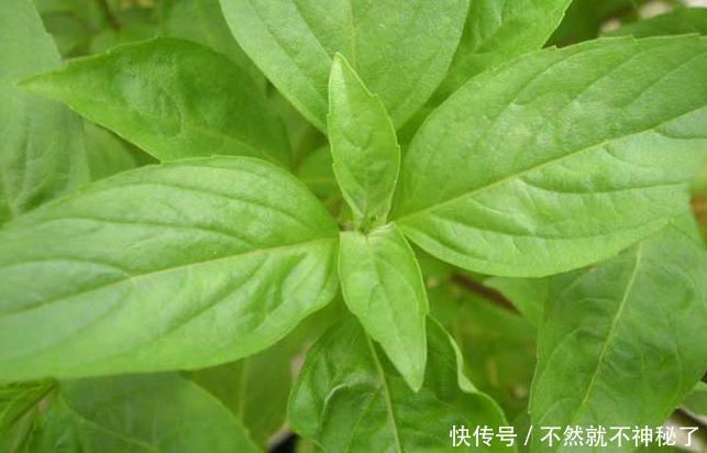 农村茅厕边野草,人称"断血流",止血有奇效,11元一斤成稀罕