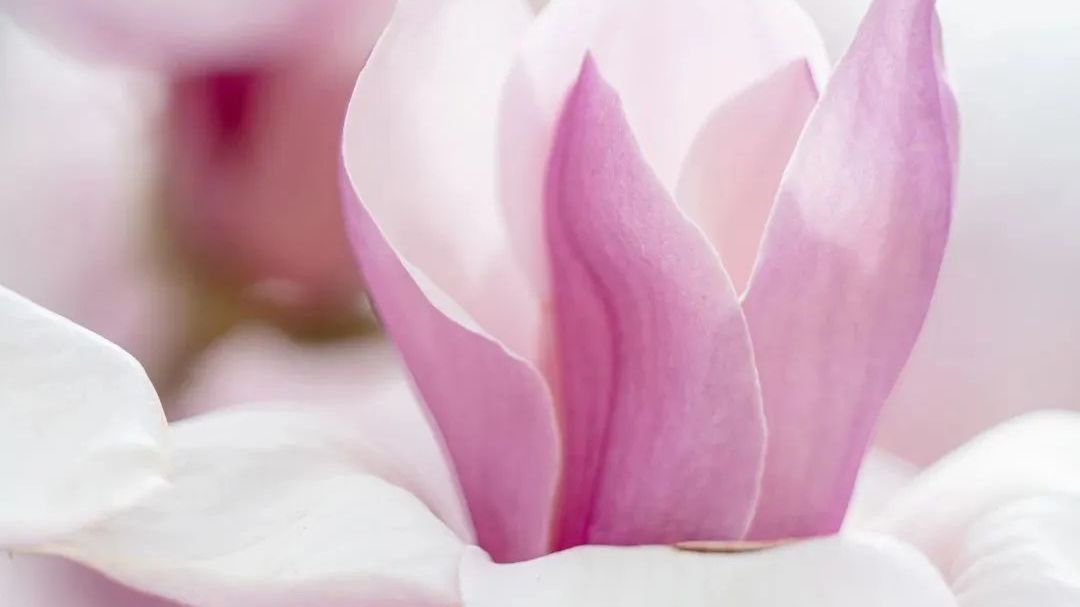 花开好了•石景山这片玉兰等你来 花开好了•石景山这片玉兰等你来