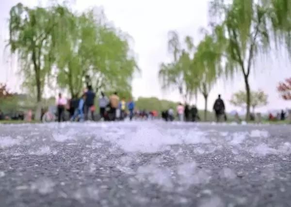 柳絮,杨树毛?城区漫天飞絮都是啥,如何防过敏