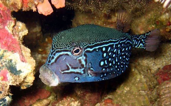 渔民捡到"方块鱼",全身硬鳞覆盖如龟壳,专家:想活命赶紧扔!