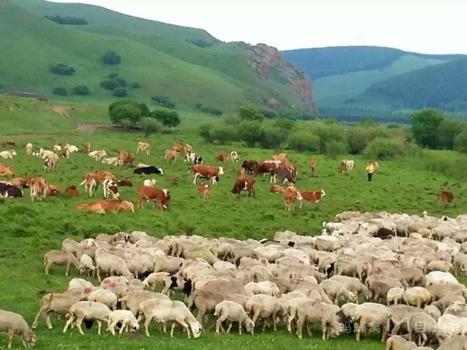满山坡的牛羊