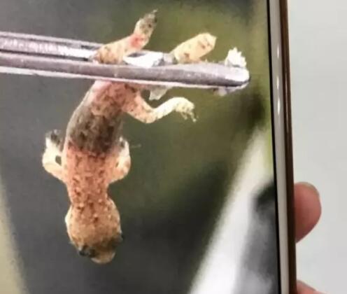 吓人!男子睡觉时耳朵爬进一只壁虎 还在里面挣扎 吓人!男子睡觉时耳朵爬进一只壁虎 还在里面挣扎