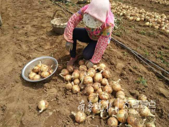 青岛平度仁兆镇万亩圆葱收获 国家地理标志认