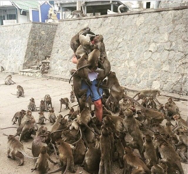 泰国景点猴子称王,下山欺负游客居民,不给它们