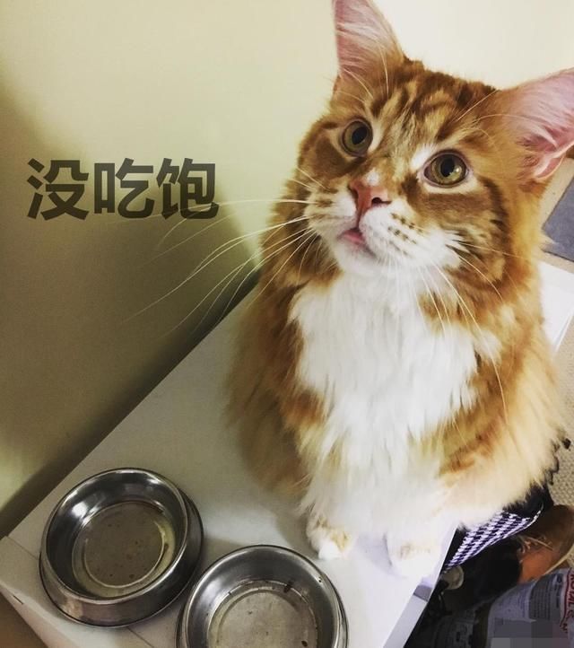 打破前吉尼斯世界记录猫身长1.18米,这只猫现