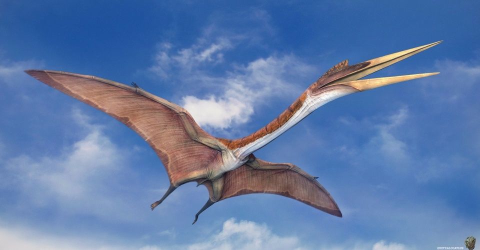 老外又一次嫉妒了,因为中国科学家发现了300枚翼龙蛋化石