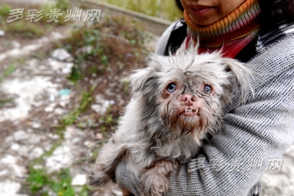 流浪猫狗现状图片