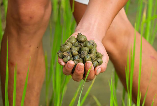 农历五月初稻田开始注水,这时在土里沉睡的田螺开始钻出土里寻觅食物.