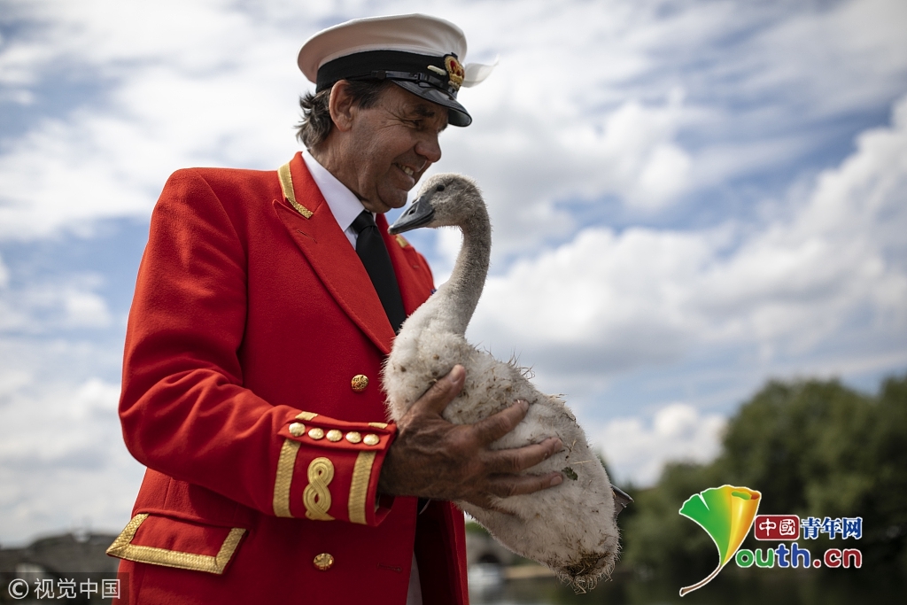 英国天鹅迎来年度人口普查 已有800年历史