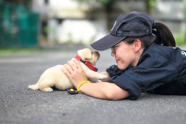 融化啦!网友被呆萌小警犬迷住 狂喊加入警犬队(图)