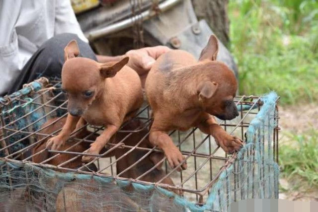 游客一问才知道,这种狗不是一般的土狗,据说是德国鹿犬,在城里要卖几