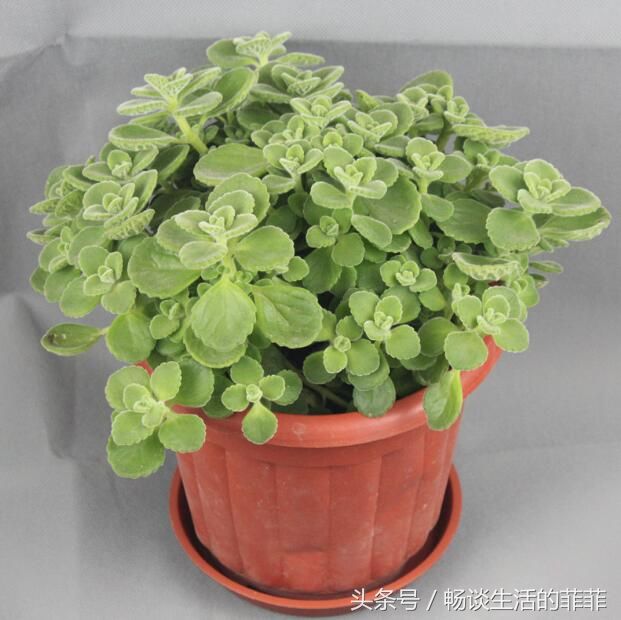 很多朋友问碰碰香有毒吗?实际上不但无毒,甚至