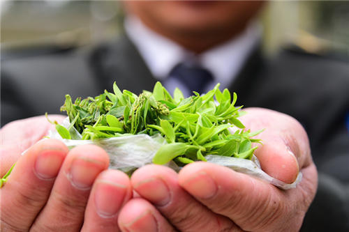 郑州柳树发新芽 嘴馋市民为吃柳絮不惜去折枝毁树