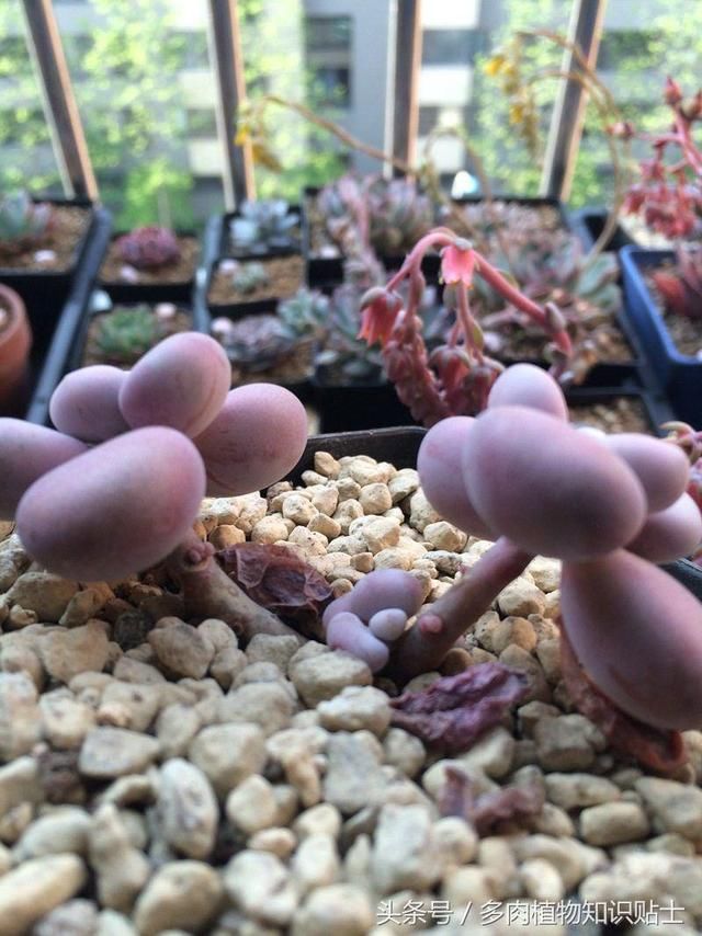 小白买肉配土换盆总结 新手照样玩转多肉植物