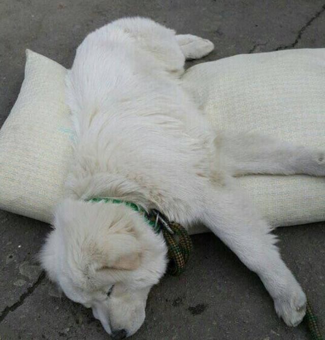 流浪小白找到警察叔叔当主人,但没想到几个月后