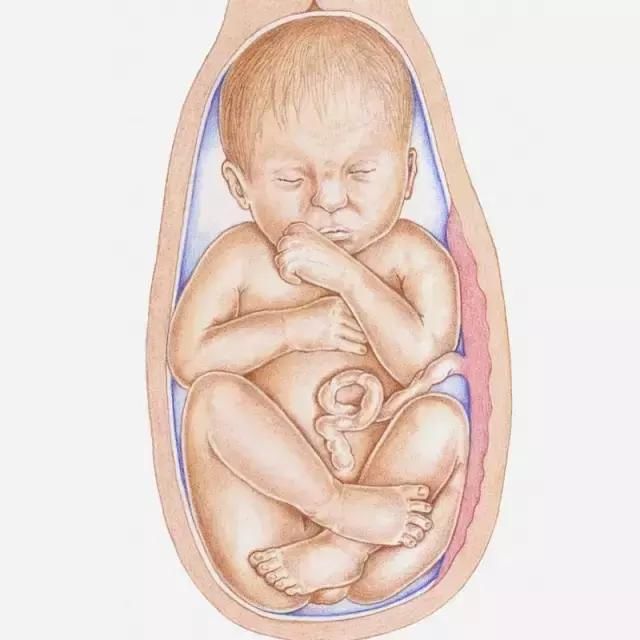 怀孕1-10月胎儿生长发育图,看看胎宝宝可爱模