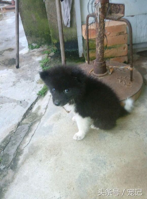 网友买回已经怀孕的萨摩耶,孩子长大后,二哈又