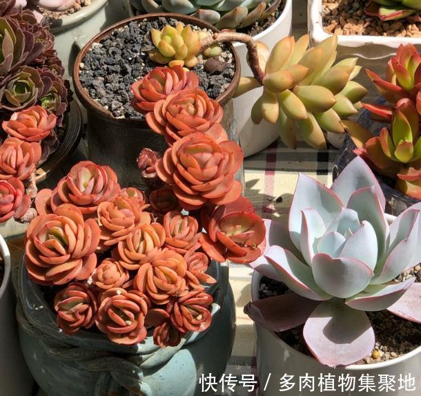 用园土养多肉植物容易板结?把这种介质放进去