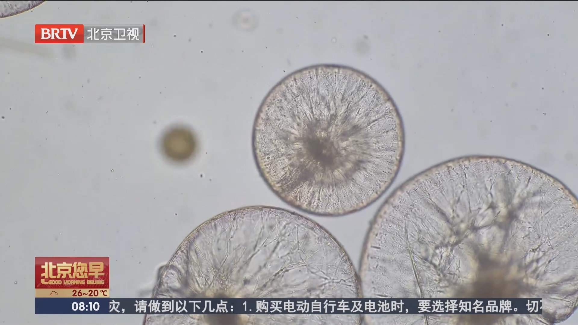 青岛 大批游客深夜打卡“荧光海” 专家取样发现大量夜光藻_北京时间