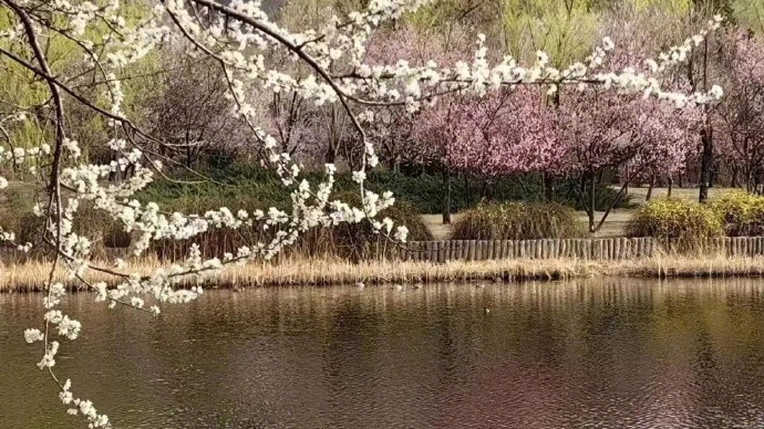 春天的国家植物园已成花海! 春天的国家植物园已成花海!