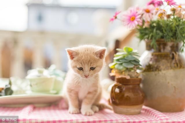 157期福彩3D:关注冷号017,不可能每一个号码