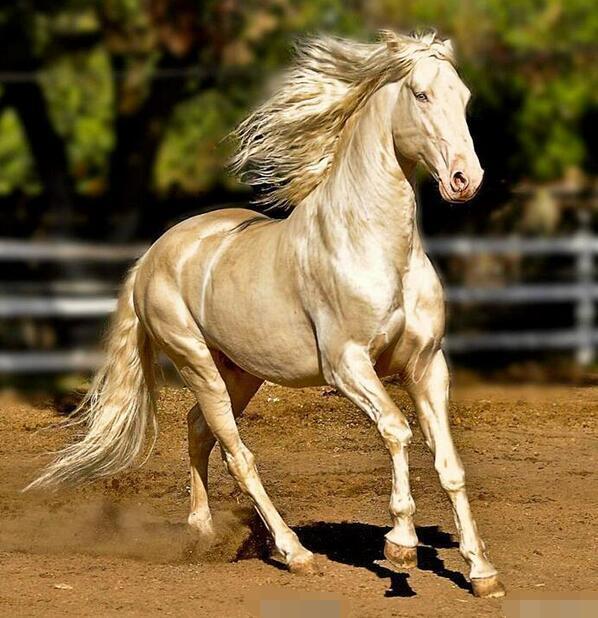这匹来自天堂的马成马界美男子 金色毛发耀眼夺目