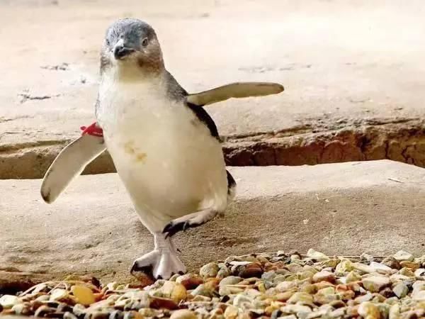 泰国白庙说西方游客不文明,称赞中国游客形象