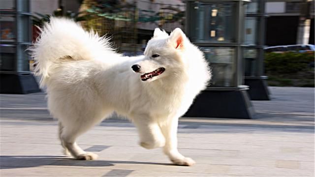 性格内向不爱说话,但头脑聪明的生肖男,别想着