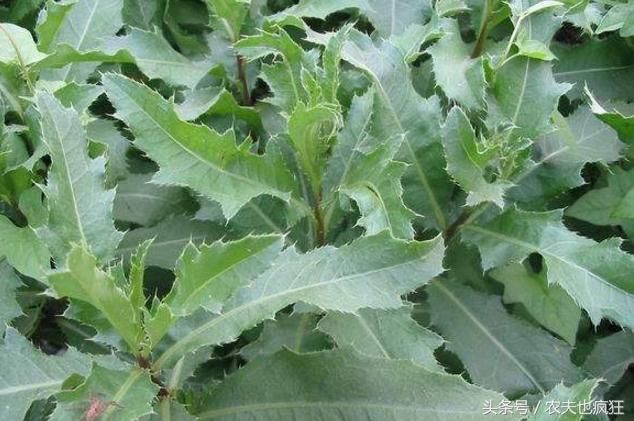 这种带刺的野草农村人都见过,既是美味野菜,止血凉血效果称奇