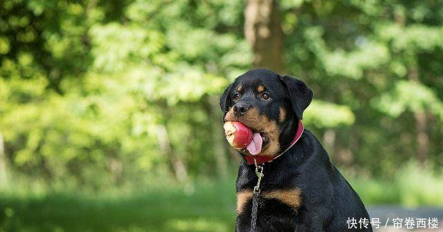 泰迪聪明到什么程度泰迪排名智商排名第几狗狗