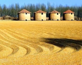 六毛五一斤!东北三省2018年上秋玉米开秤价格预测